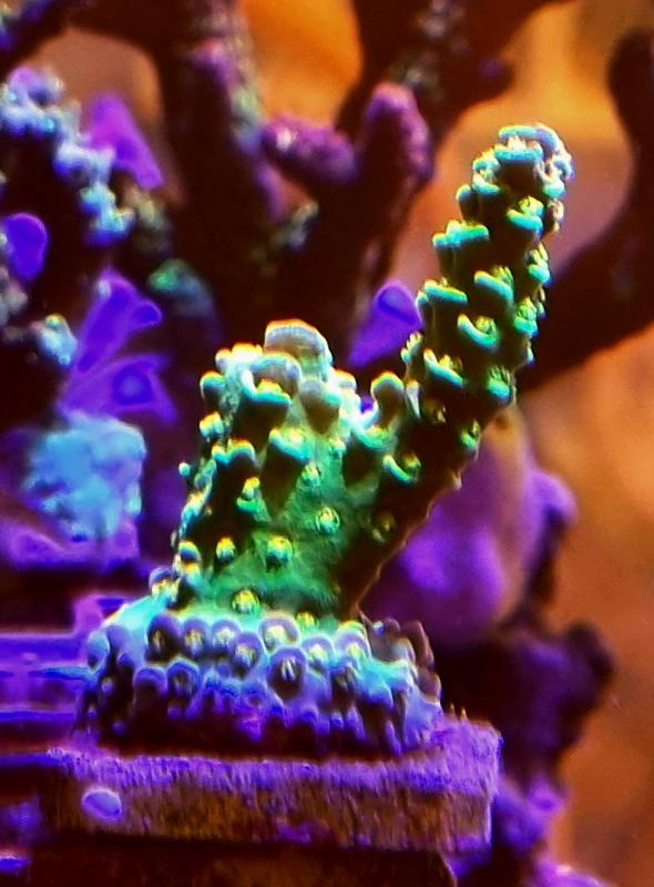 Acropora Big R Walt Disney - Original Acropora Big R Walt Disney - Original