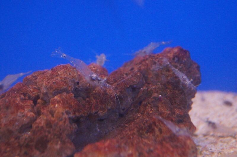 Futtergarnele (Ostseegarnele)- Palaemon adspersus Futtergarnele (Ostseegarnele)- Palaemon adspersus