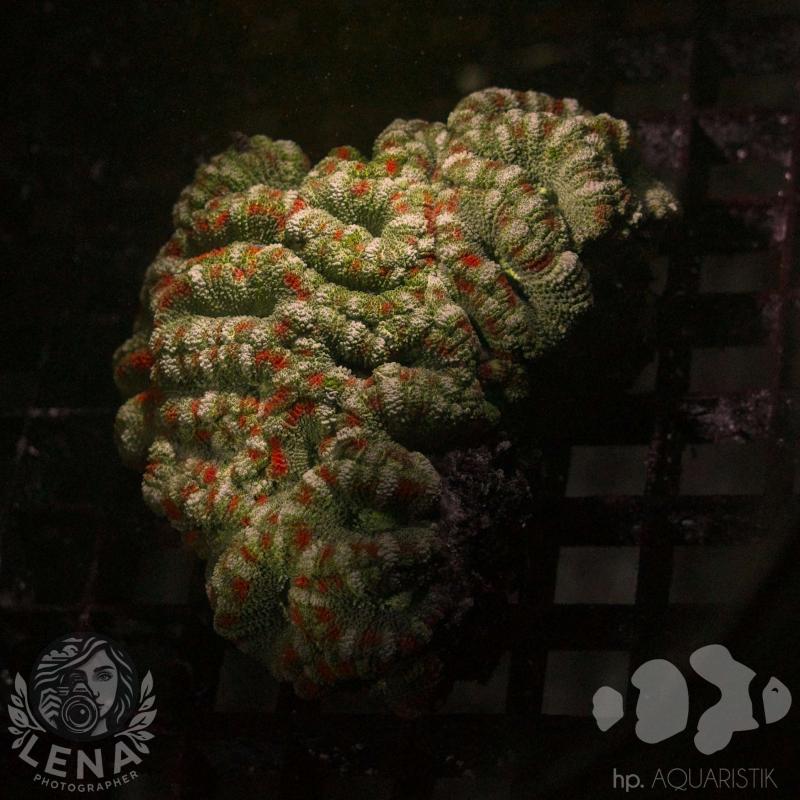 Acanthastrea Mutterkolonie