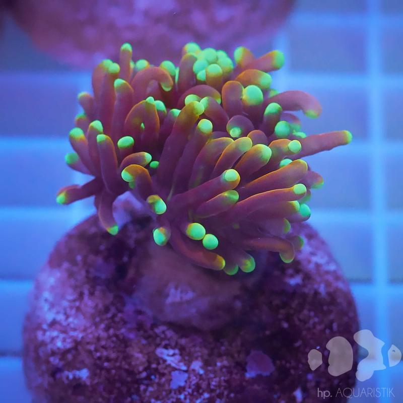 Euphyllia Dragon Soul 2 Euphyllia Dragon Soul 2