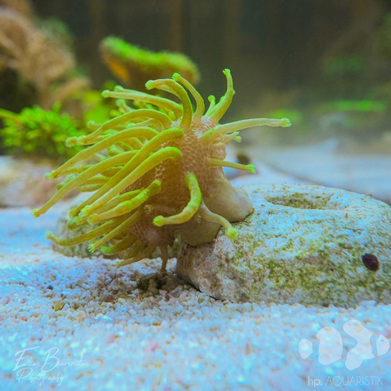 Pilzlederkoralle Neon mit XL Tentakeln Pilzlederkoralle Neon mit XL Tentakeln