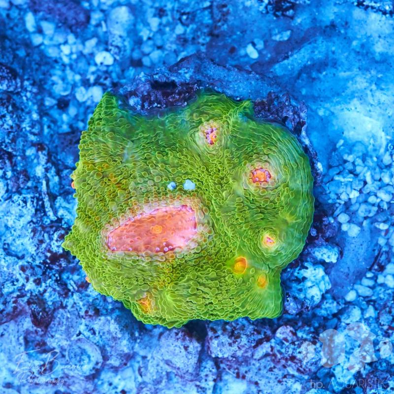 Chalice Cornbread 3G Mummy Eye Chalice Cornbread 3G Mummy Eye