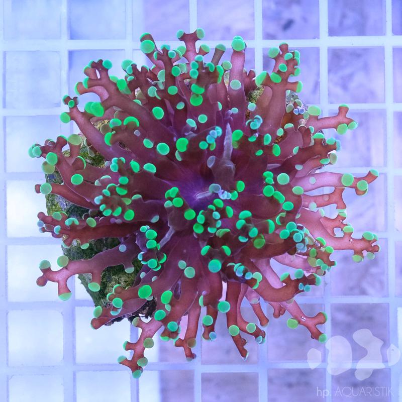 Euphyllia paradivisa - Grüne Traubenkoralle