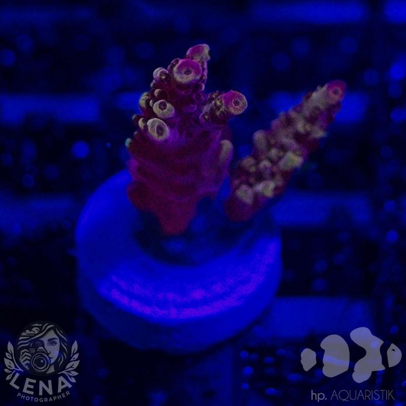 Acropora FMC Staghorn Red Rubin