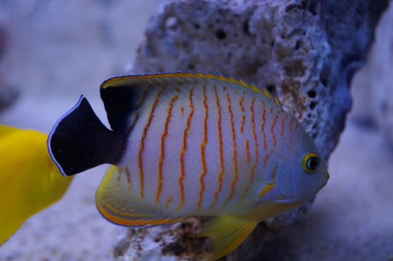 Eibls Zwergkaiserfisch - Centropyge eibli Eibls Zwergkaiserfisch - Centropyge eibli