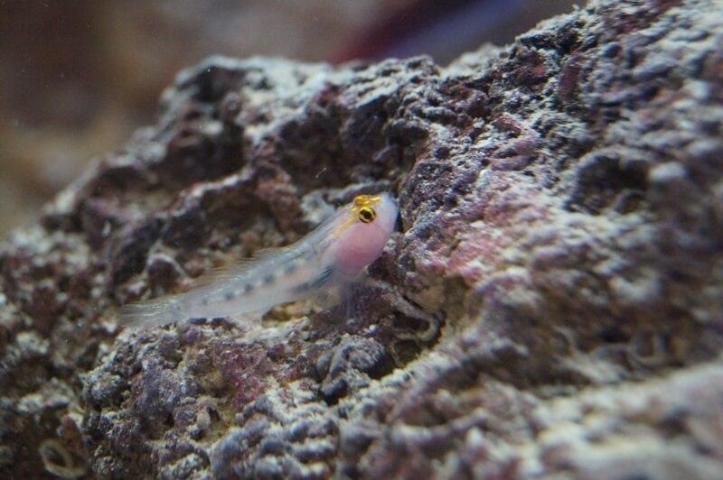 Rotkopfgrundel Nachzucht - Elacatinus puncticulatus Rotkopfgrundel Nachzucht - Elacatinus puncticulatus