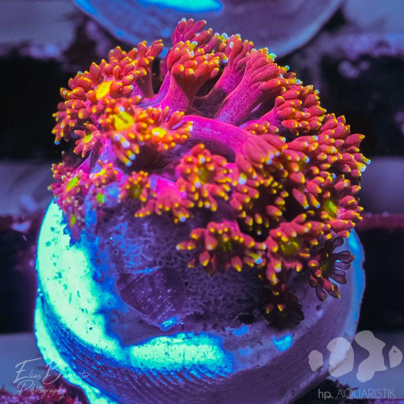 Goniopora Master Goniopora Master