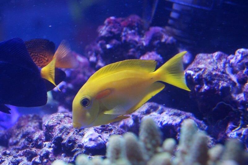 Orangefleck Doktorfisch - Acanthurus olivaceus Orangefleck Doktorfisch - Acanthurus olivaceus