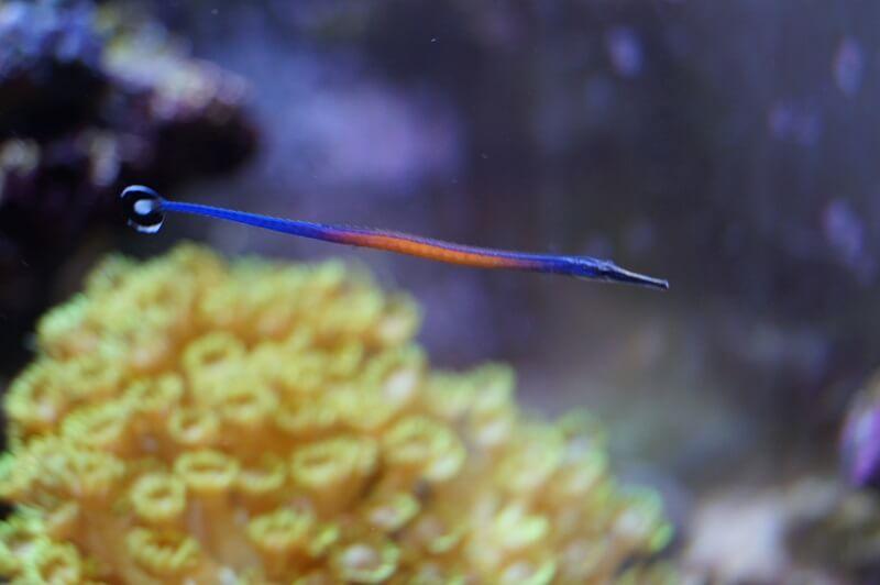 Jansis Seenadel 2 WEIBLICHE TIERE - Doryrhamphus janssi