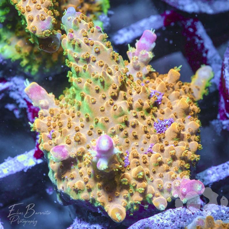 Acropora Gold Pink Spotty Acropora Gold Pink Spotty