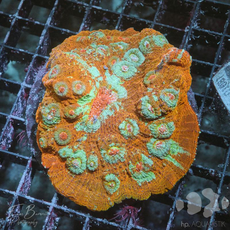 Chalice Ultra Orange