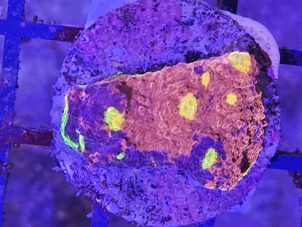 Chalice Flaming Bugatti Ultra