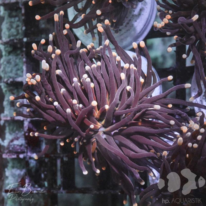 Euphyllia Black Torch 2