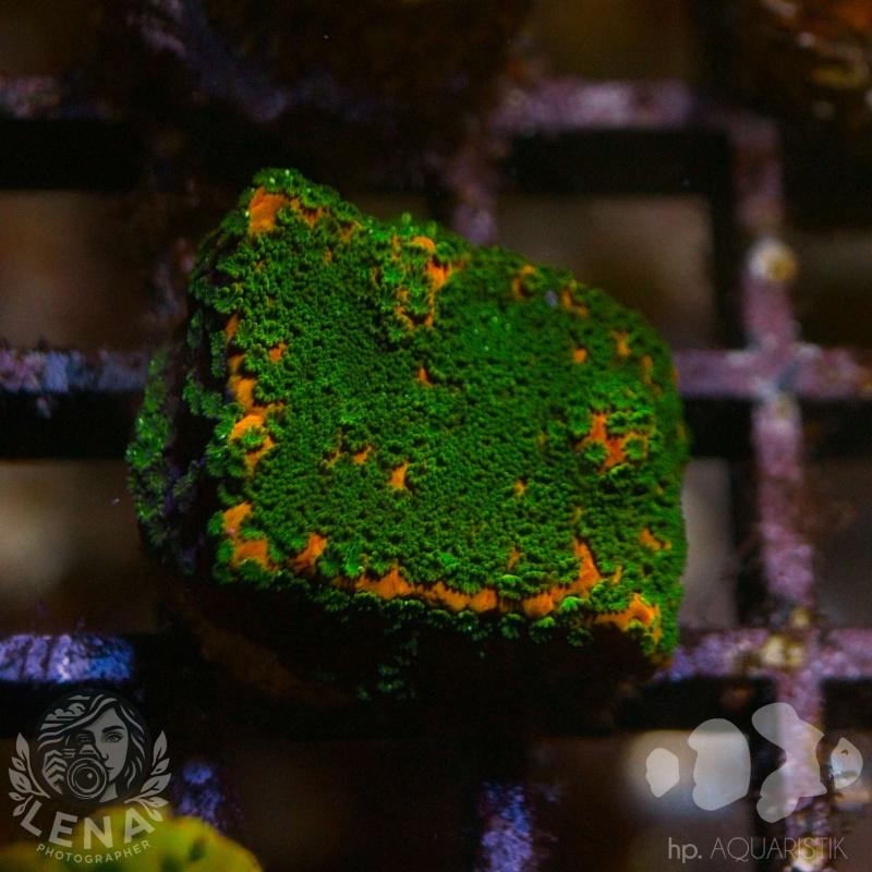 Montipora Bushido Montipora Bushido