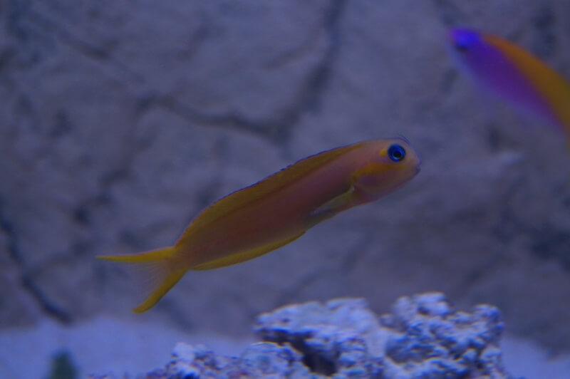 Gold Schleimfisch - Ecsenius midas Gold Schleimfisch - Ecsenius midas