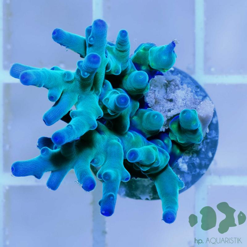 Acropora Echinata Acropora Echinata