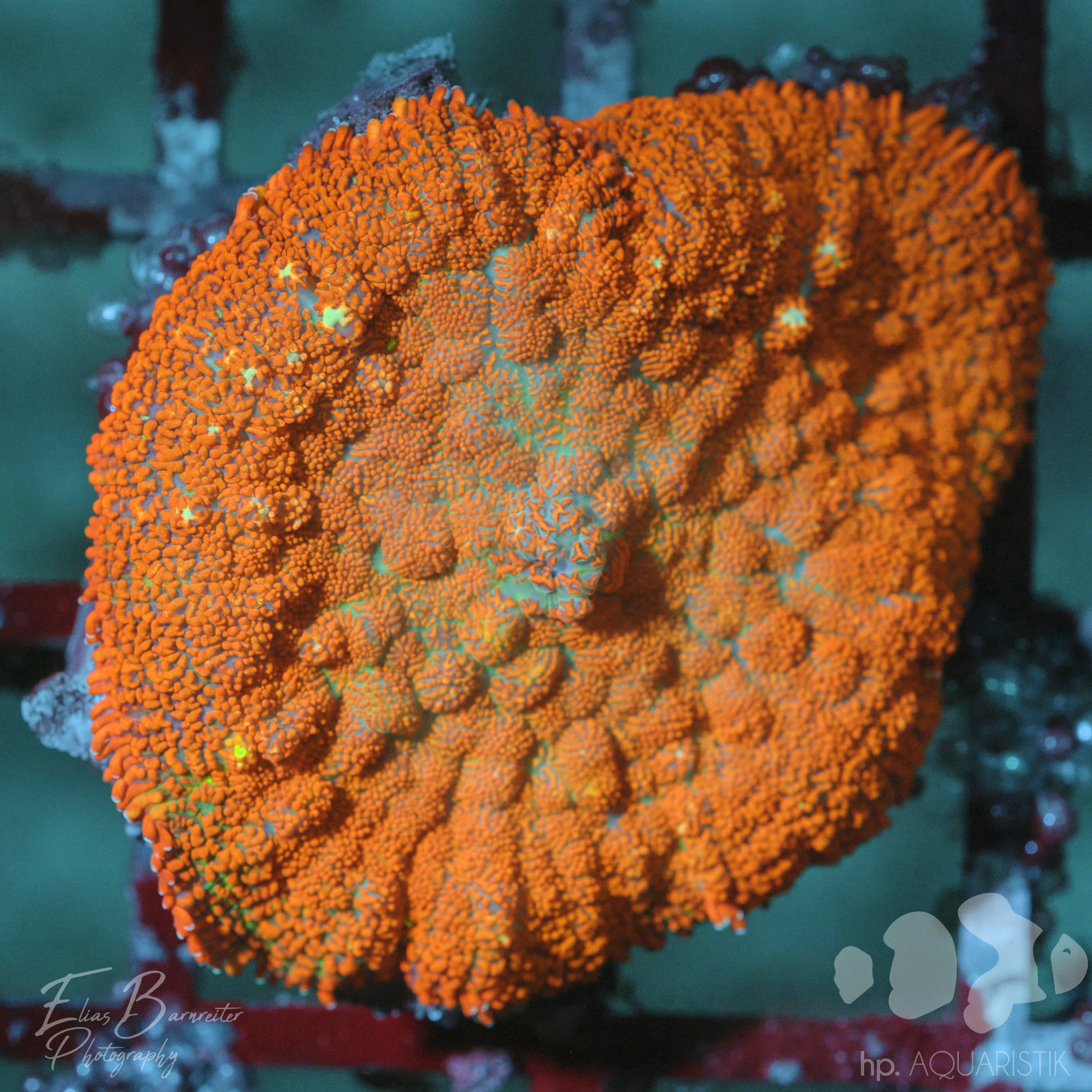 Scheibenanemone Super Orange
