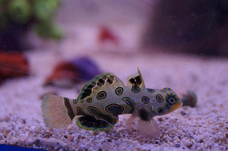 Mandarinfisch LSD - Synchiropus picturatus Mandarinfisch LSD - Synchiropus picturatus