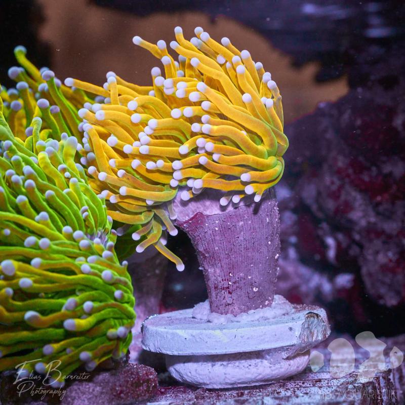 Euphyllia Banana 2.0