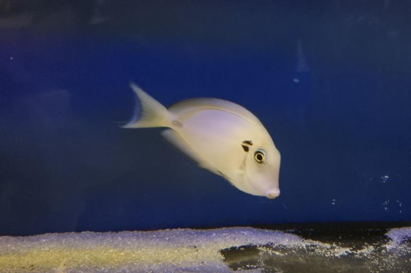 Kreisdorn Doktorfisch - Acanthurus tennentii Kreisdorn Doktorfisch - Acanthurus tennentii