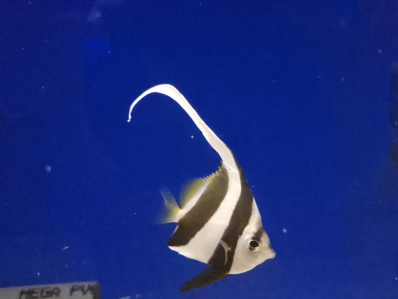 Rotmeer-Wimpelfisch - Heniochus acuminatus Rotmeer-Wimpelfisch - Heniochus acuminatus