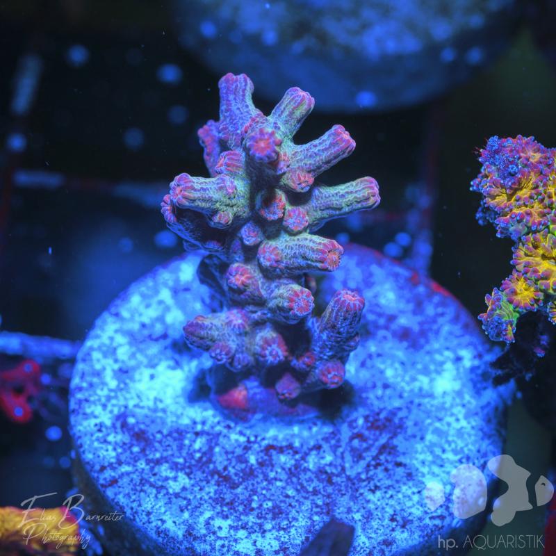 Cyphastrea Decadia Red