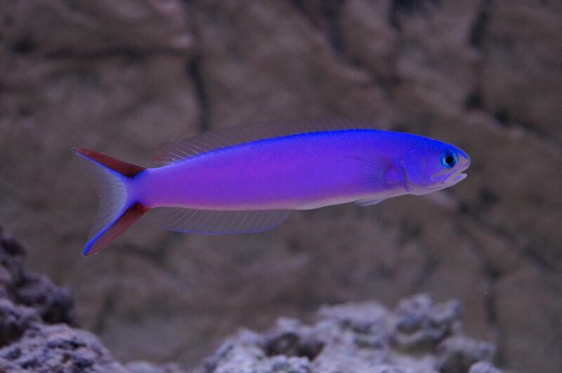 Purpur Torpedobarsch - Hoplolatilus purpureus Purpur Torpedobarsch - Hoplolatilus purpureus