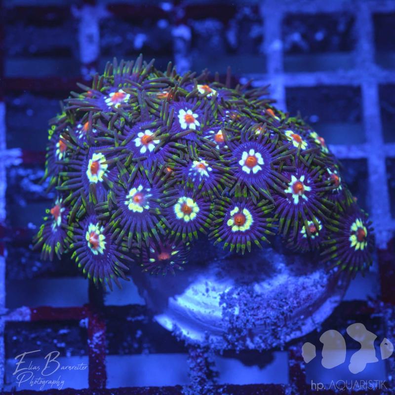 Zoanthus Blümchen 1 Poly Zoanthus Blümchen 1 Poly