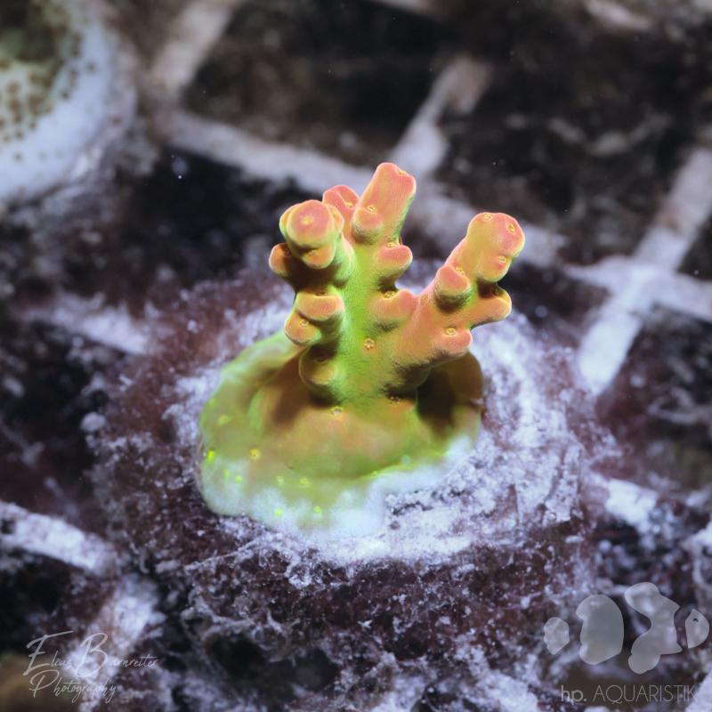 Acropora Pastel Kiss