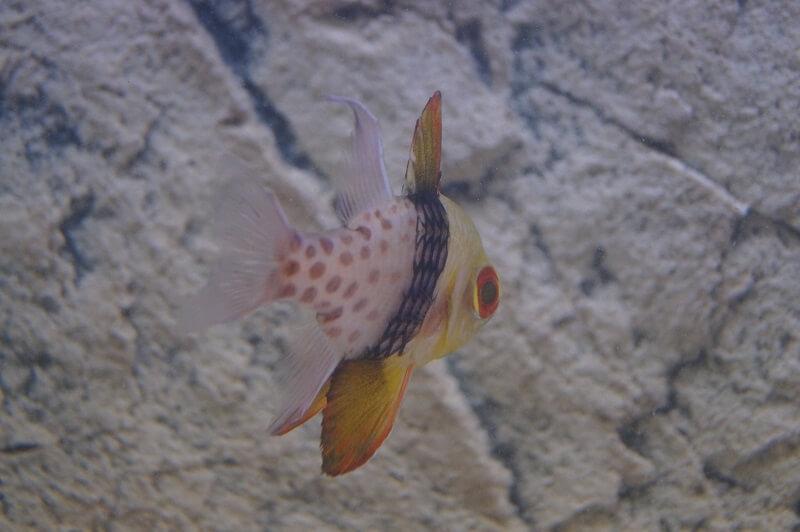 Pyjama Kardinalbarsch & Nachzuchten - Sphaeramia nematoptera