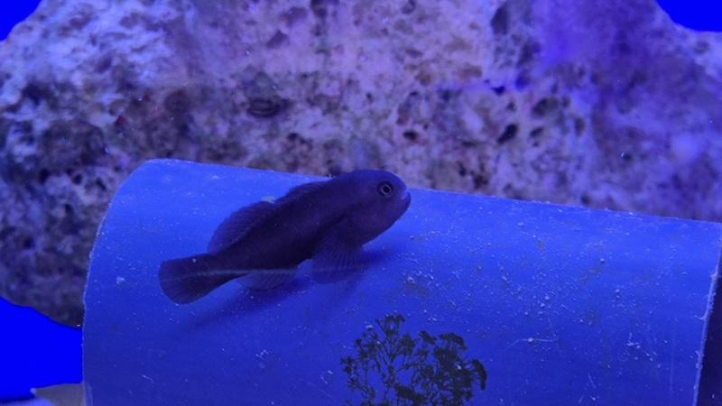 Schwarze Korallengrundel - Gobiodon ceramensis Schwarze Korallengrundel - Gobiodon ceramensis