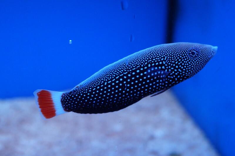 Perlenketten-Junker - Anampses chrysocephalus Perlenketten-Junker - Anampses chrysocephalus