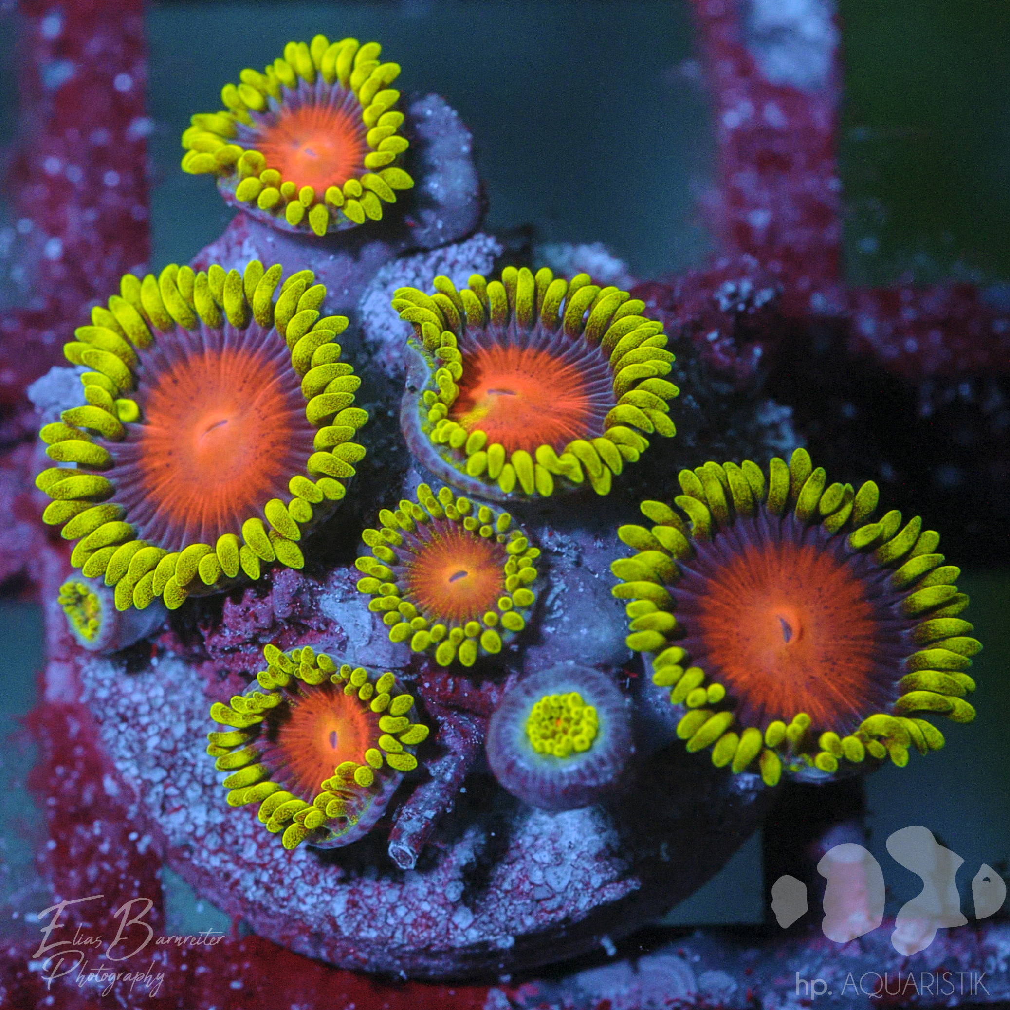 Krustenanemone - Zoanthus Dragon Eye