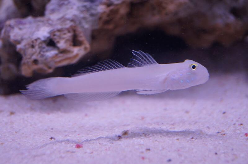 Sechspunkt Schläfergrundel - Valenciennea sexguttata Sechspunkt Schläfergrundel - Valenciennea sexguttata