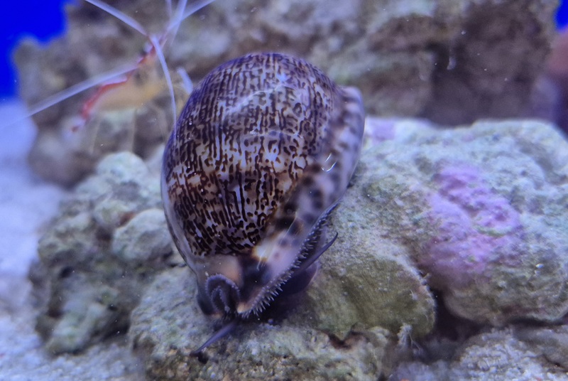 Porzellanschnecke - Mauritia arabica