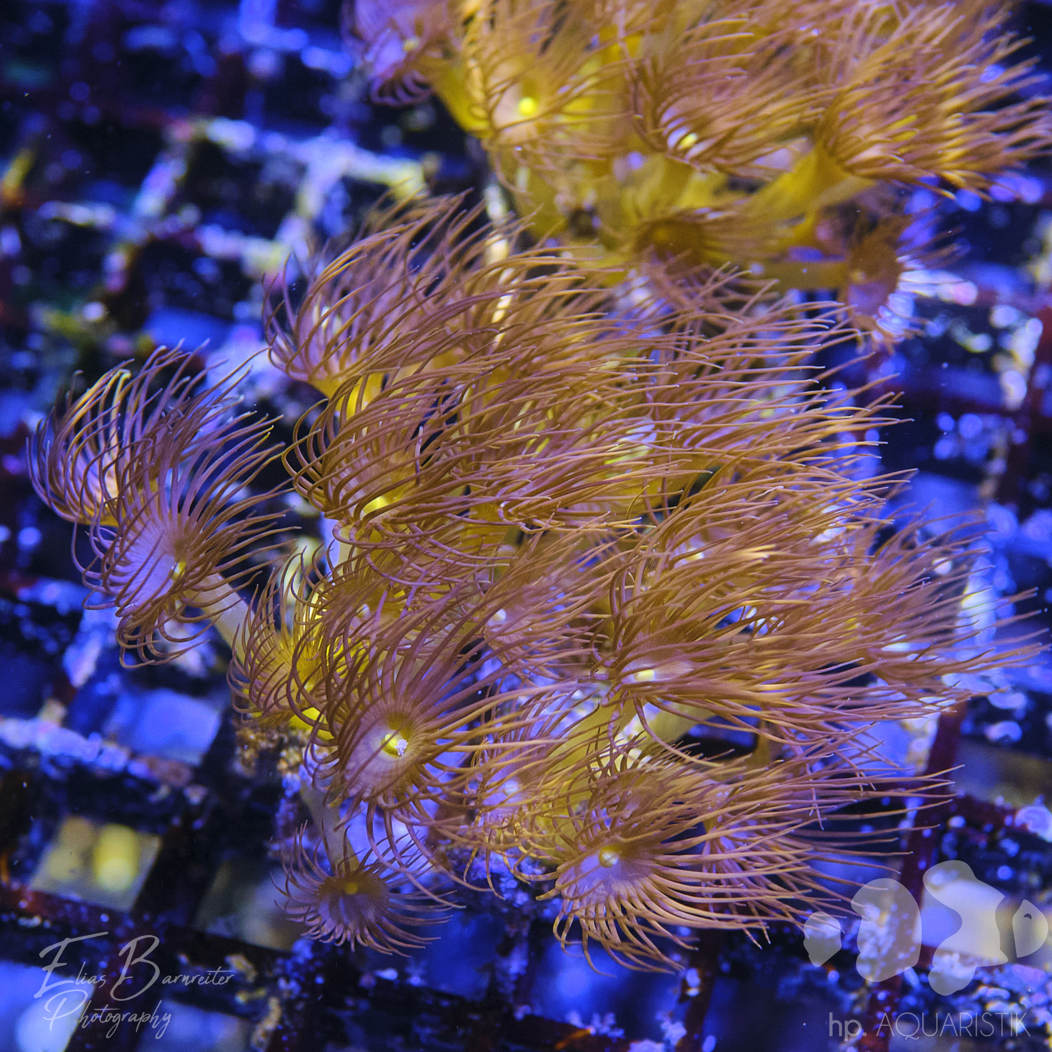 Zoanthus Yellow Hairy