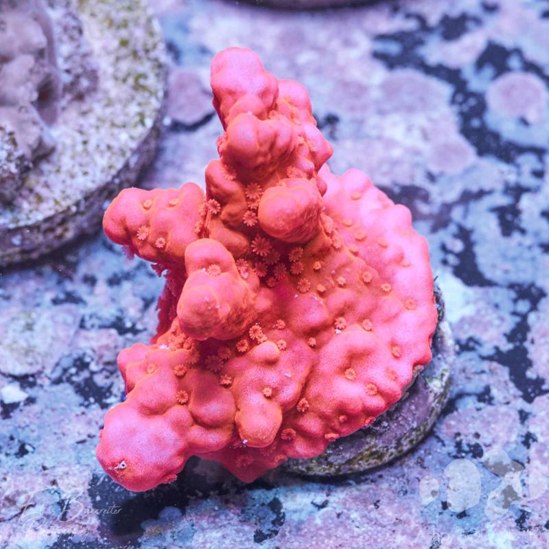 Montipora Setosa