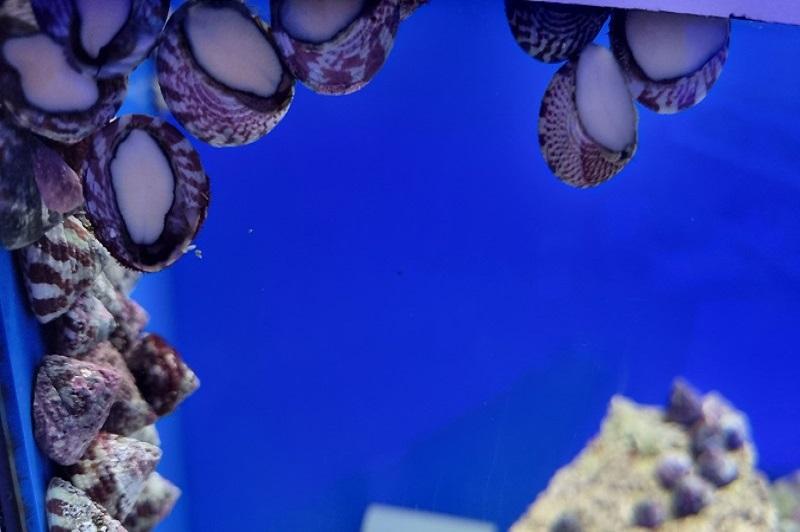 Trochus histrio - 10 Stück Trochus histrio - 10 Stück