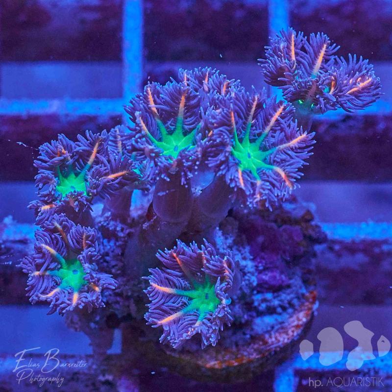 Röhrenkoralle - Clavularia viridis tricolo Röhrenkoralle - Clavularia viridis tricolo