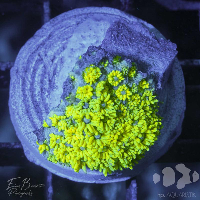 Goniopora Toxic Flower Goniopora Toxic Flower