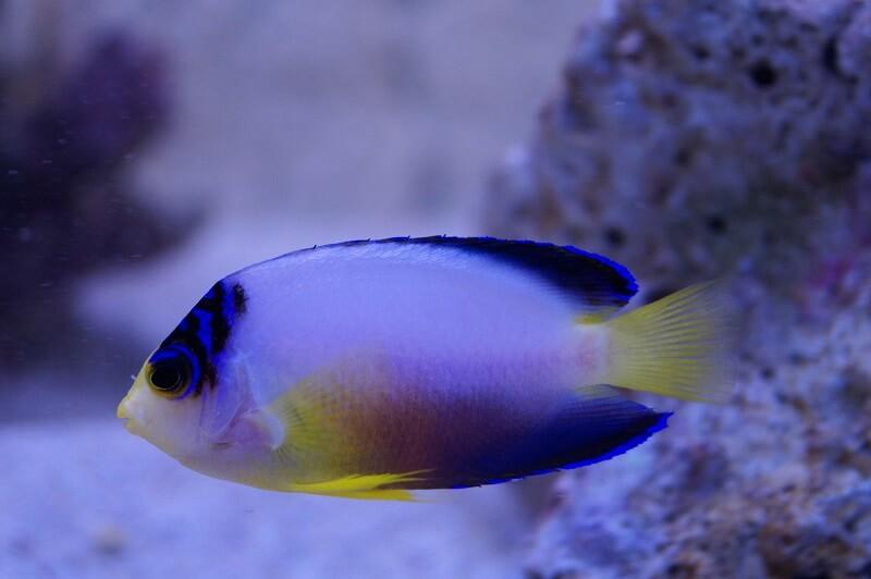 Vielfarben Zwergkaiserfisch - Centropyge multicolor Vielfarben Zwergkaiserfisch - Centropyge multicolor