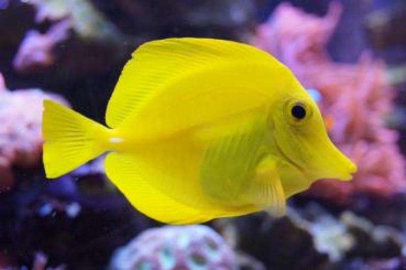 Hawaii Doktorfisch & Nachzuchten - Zebrasoma flavescens