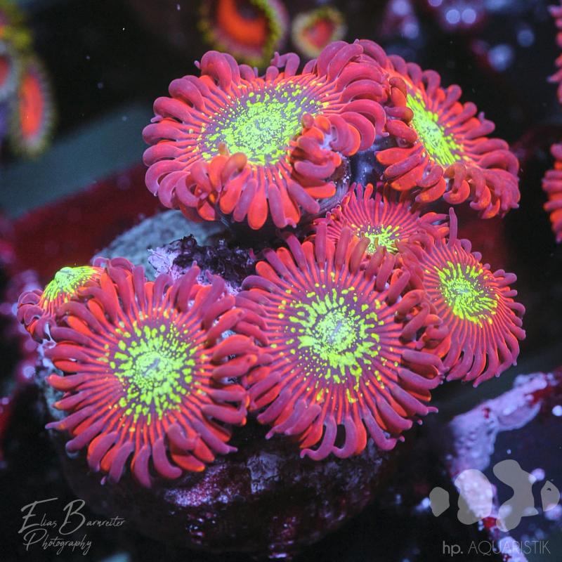 Zoanthus Magician Zoanthus Magician