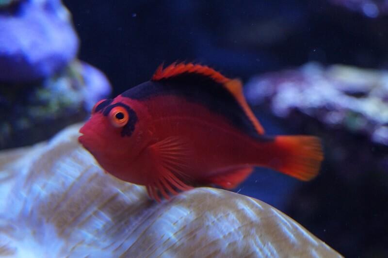 Feuer Korallenwächter - Neocirrhites armatus Feuer Korallenwächter - Neocirrhites armatus