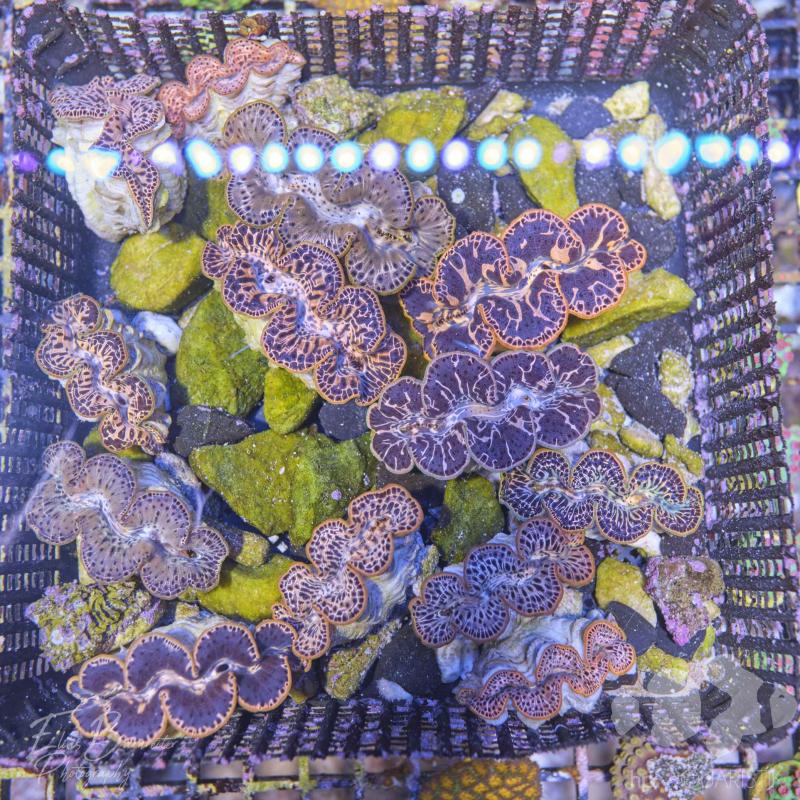 Mördermuschel - Tridacna Squamosa Gold- Nachzuchten - Super Stabil! Mördermuschel - Tridacna Squamosa Gold- Nachzuchten - Super Stabil!