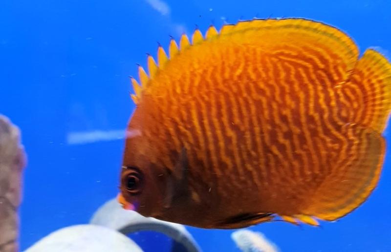 Goldstreifen Zwergkaiserfisch - Centropyge aurantia Goldstreifen Zwergkaiserfisch - Centropyge aurantia