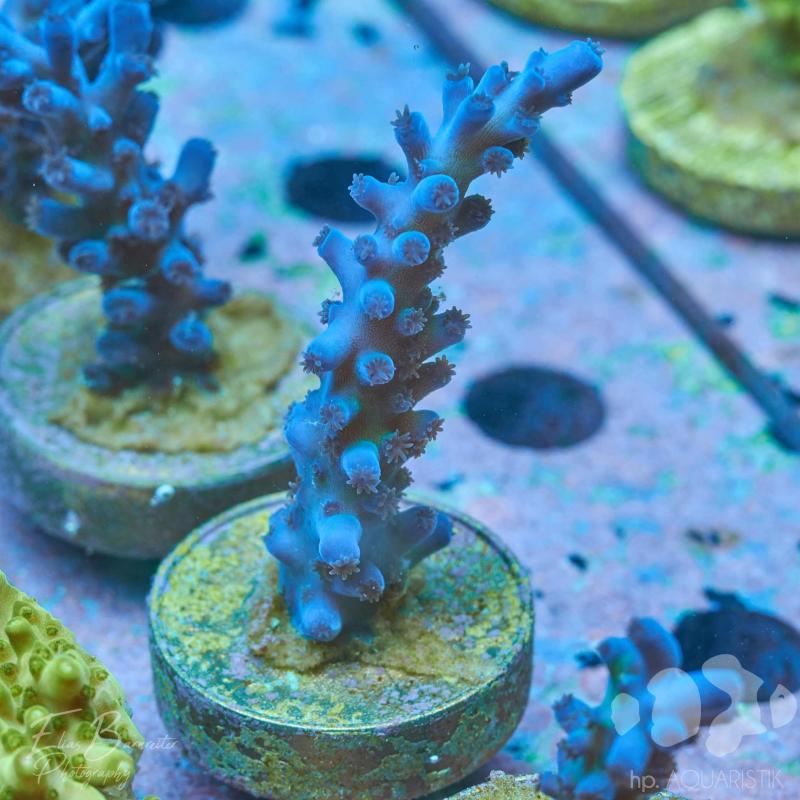 Acropora Blau