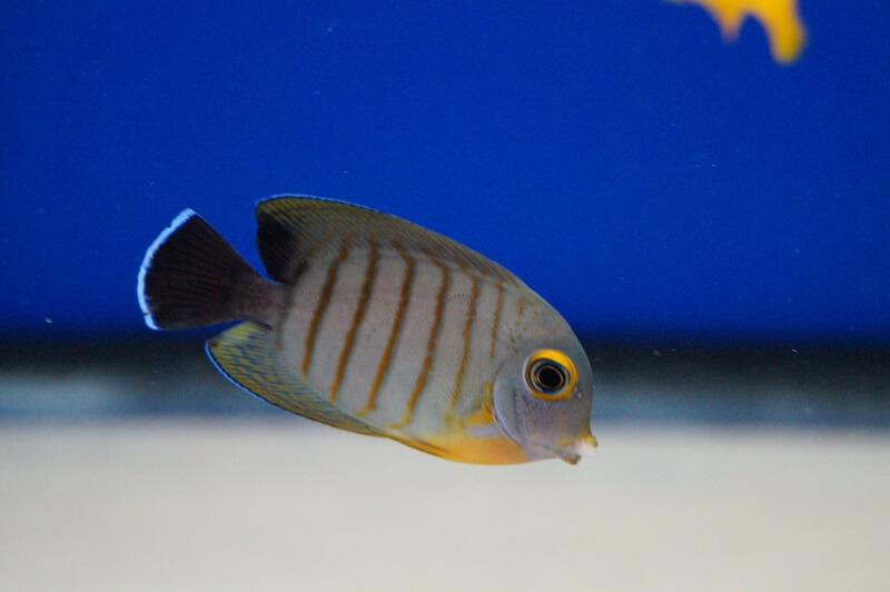 Indik-Mimikrydoktor - Acanthurus tristis