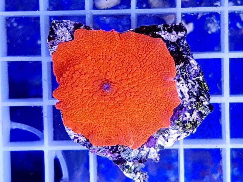 Scheibenanemone - Jawbreaker SUPER Red