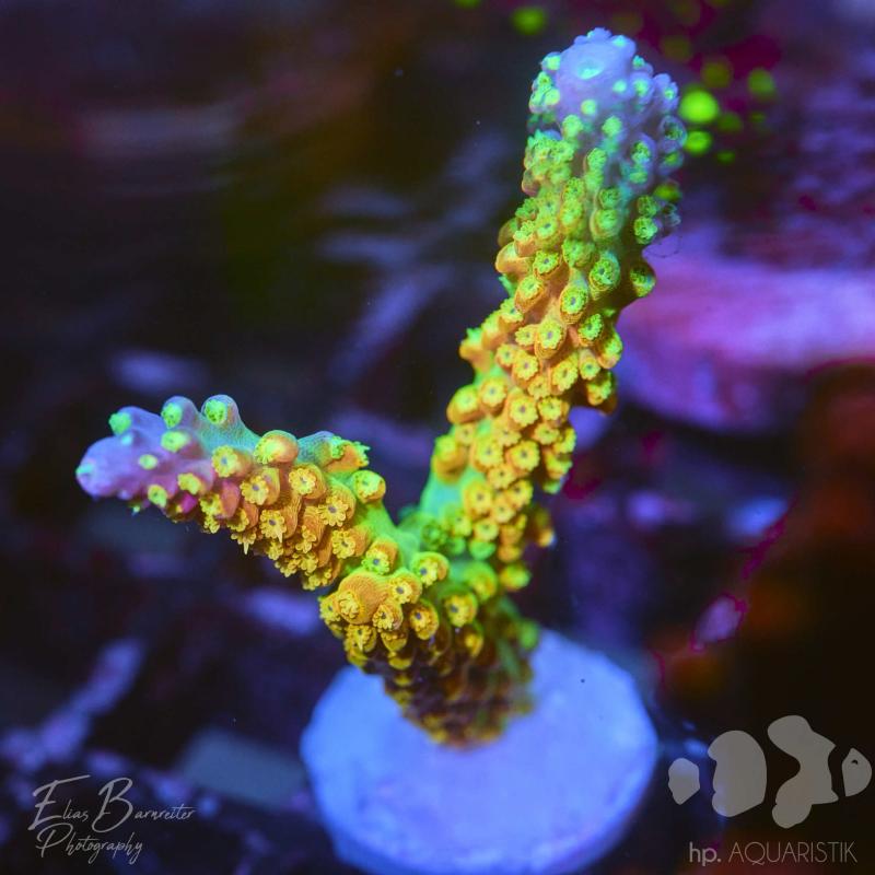Acropora Porno